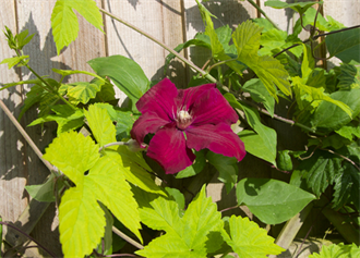 Clematis Amongst the Hop’s Leaves